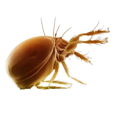 ακάρεα αντιμετώπιση