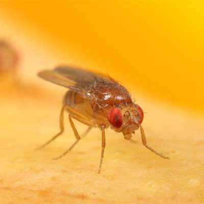 δροσόφυλλα αντιμετώπιση