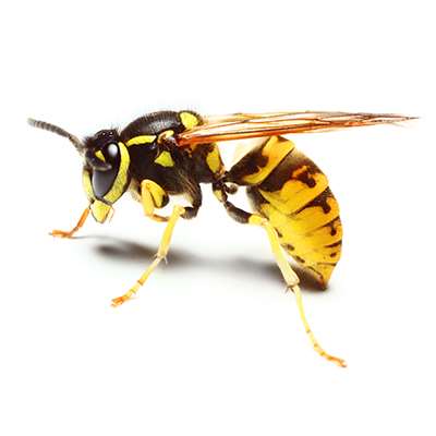 σφήκες αντιμετώπιση