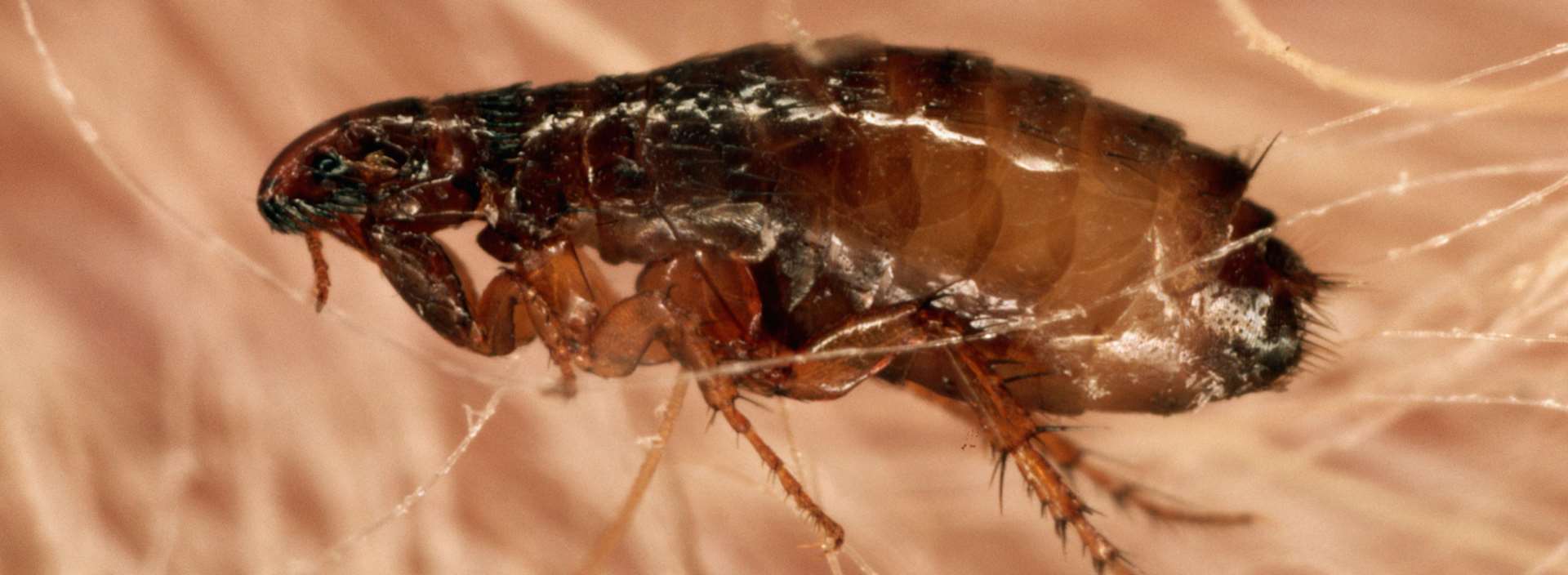 έλεγχος και καταπολέμηση ψύλλων